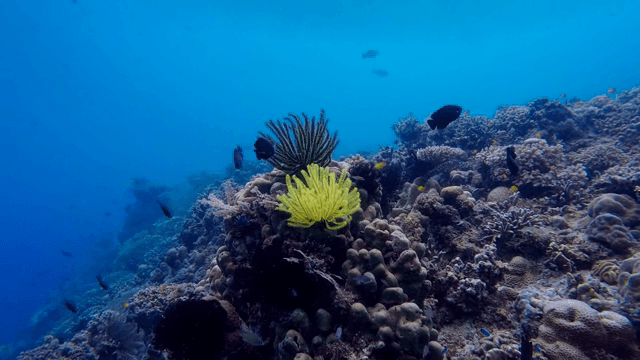 해양 생물로 가득한 활기찬 산호초
