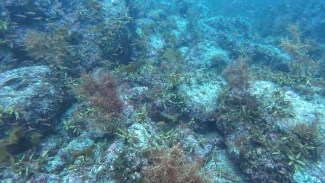 물고기와 산호가 있는 수중 장면