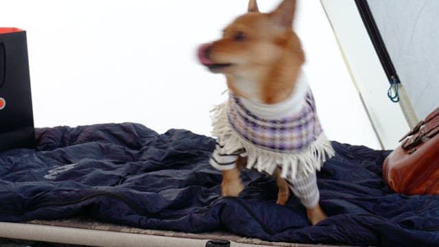 Puppy eating food inside a tent