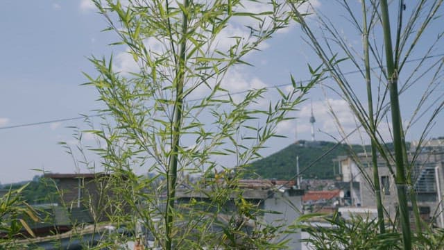대나무 사이로 보이는 낮의 도시 풍경