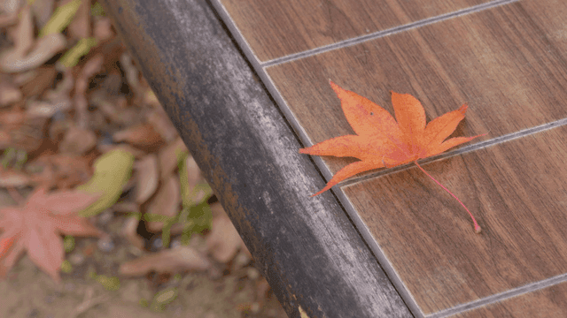 Red maple leaf on bench