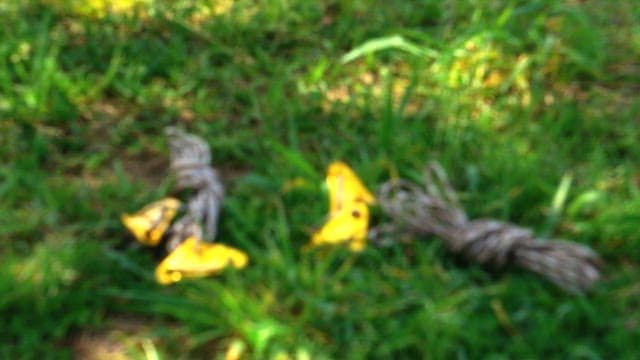 On the grass with camping ropes and clips