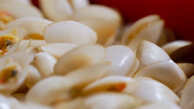 Fresh boiled clams displayed in a pile