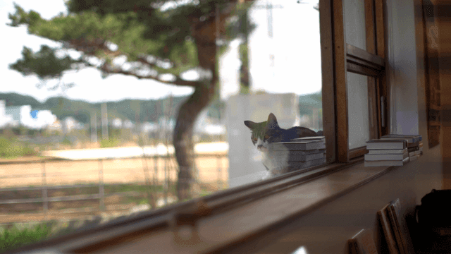 Cat sitting by the window with books