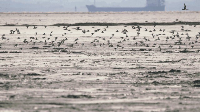 Flock of birds flying over the tidal flat