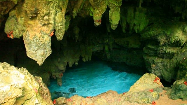 동굴 안 자연 푸른 연못 주변의 게들