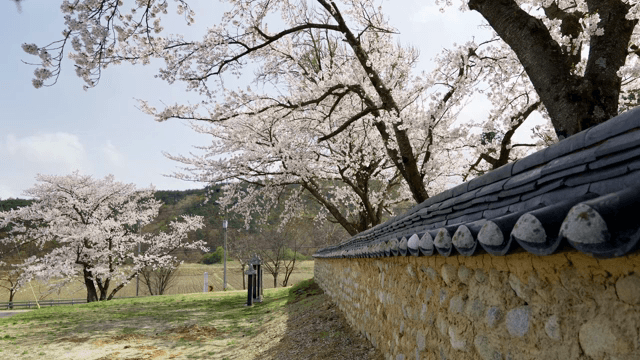 전통 담벼락을 따라 핀 벚꽃