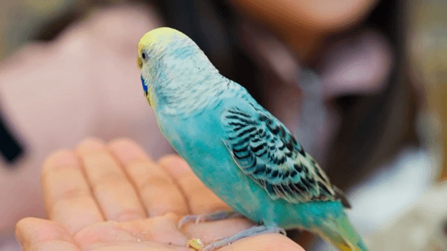 손 위에 앉아 있는 화려한 앵무새