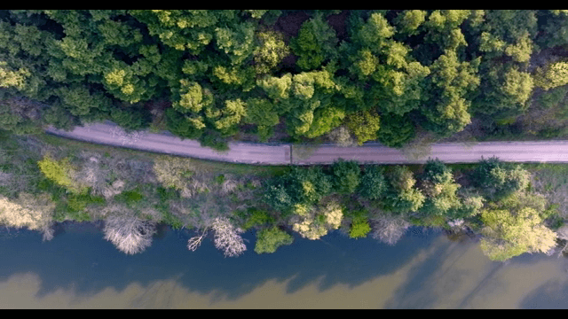 Serene forest with a winding road