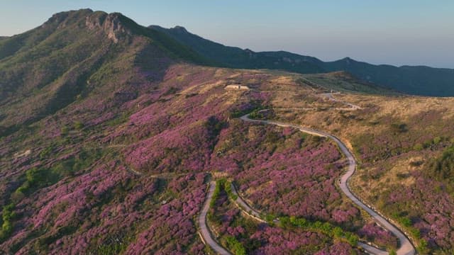 Pink Azaleas in Full Bloom on the Mountainside