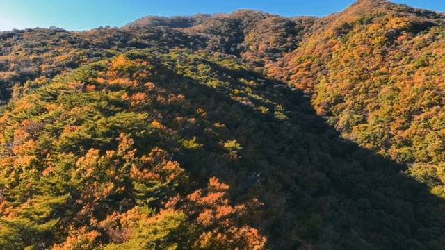 알록달록한 가을 숲 풍경