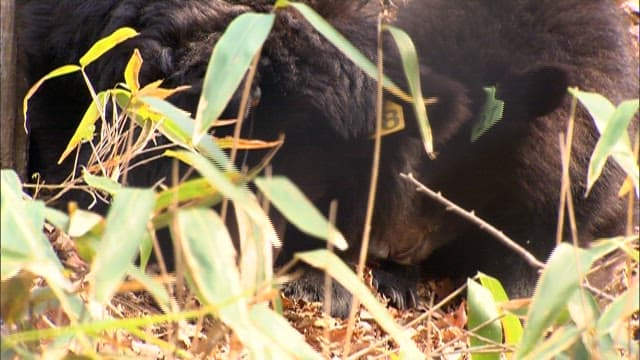 Tagged Black Bear Foraging in Foliage