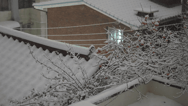 Snow-covered rooftop and branches