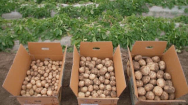 Freshly Harvested Potatoes Placed in Boxes for Sale