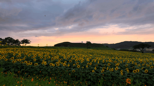 Vast sunflower field at sunset