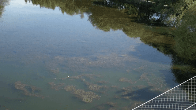 Calm lake surrounded by trees