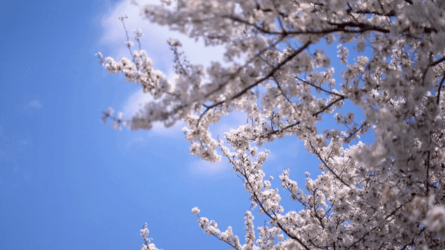 Cherry blossoms under a clear blue sky