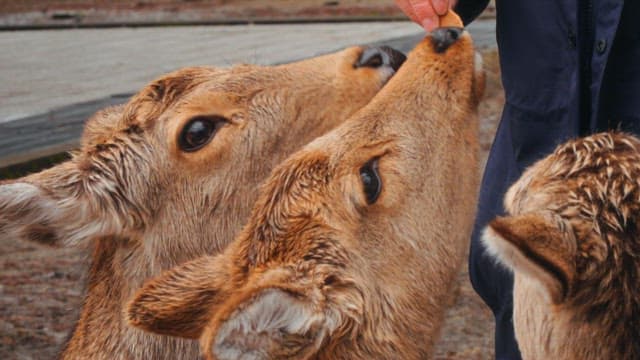 Person feeding deer in a park setting