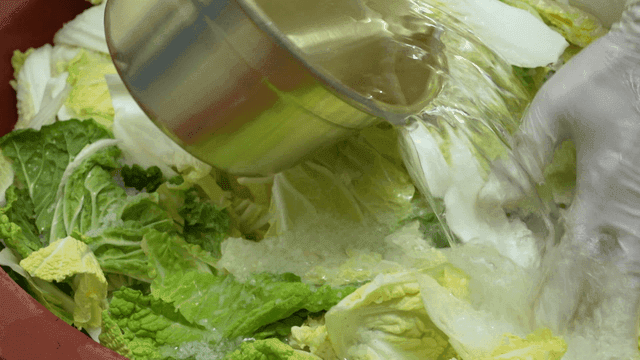 큰 대야의 배추에 소금물에 절이는 과정