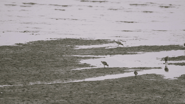 진흙 해안에서 부지런히 먹이를 찾는 새들