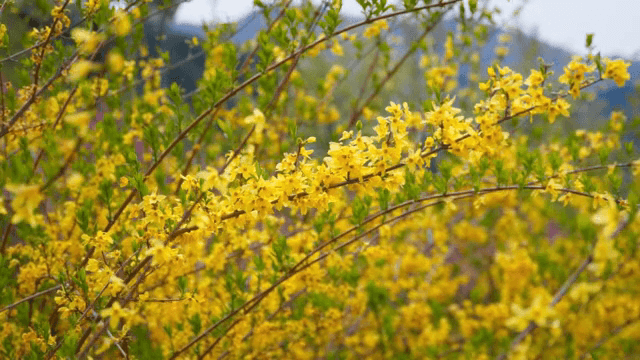 봄에 피어나는 노란 개나리