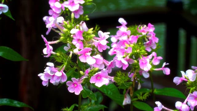 Pink flowers with dew on a sunny day