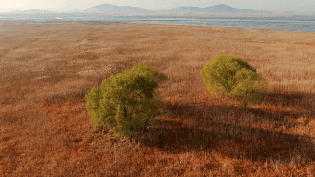 드문드문 나무가 있는 넓은 들판