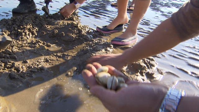 Collecting Clams from the Mudflat Revealed by Low Tide