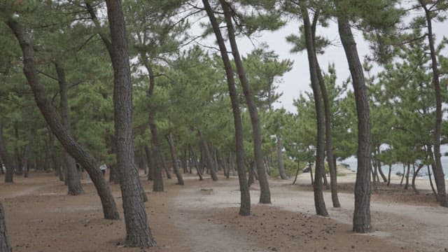 Calm Pine Forest by the Seashore