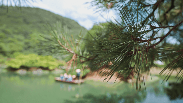 고요한 호수 근처의 소나무 가지