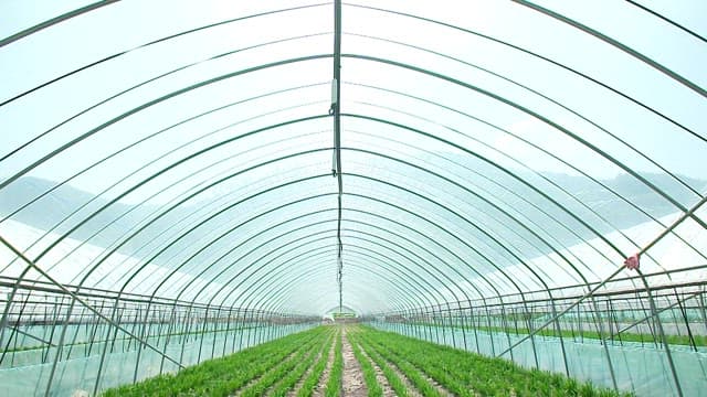 온실에서 잘 자라고 있는 부추