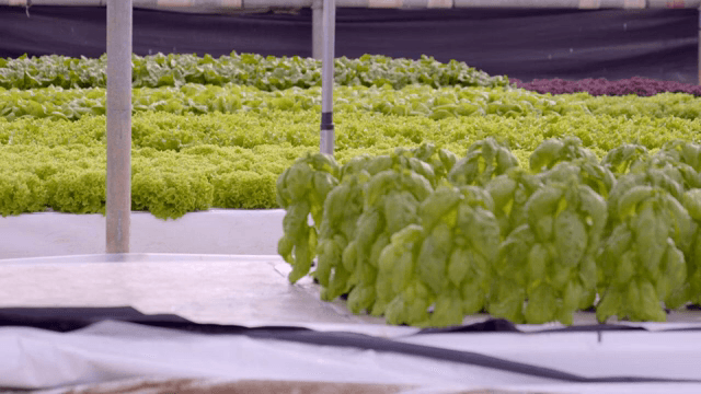 온실에서 자라는 상추들