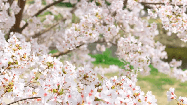 화창한 날 만개한 벚꽃