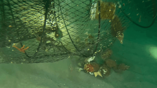 Underwater fishing net containing marine life