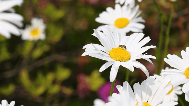 정원에서 흰 데이지 위의 벌