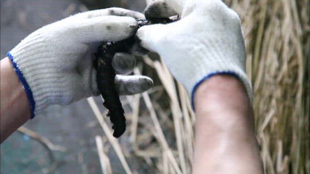 구운 꼼장어의 껍질을 벗기는 모습