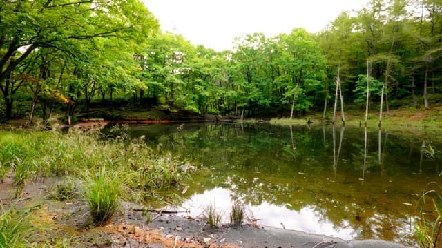 Quiet pond in the forest with green trees