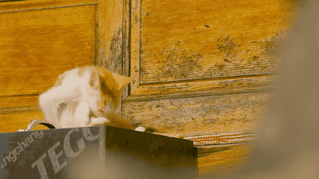 상자 위에서 몸을 단장하는 새끼 고양이