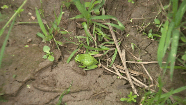Small green frog on mud