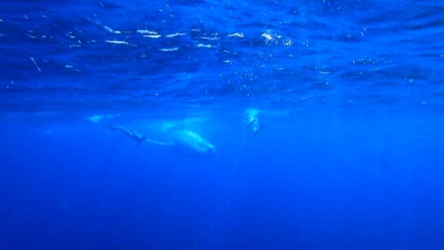 Divers and Whale Swimming in Blue Ocean