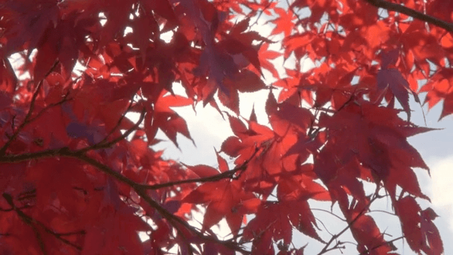 밝은 하늘을 배경으로 한 붉은 단풍잎