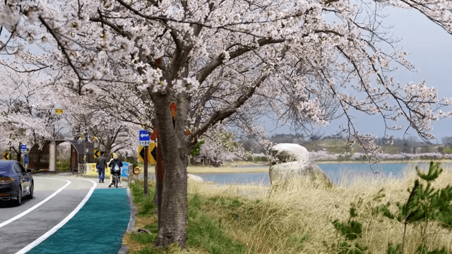 강변 길을 따라 핀 벚꽃
