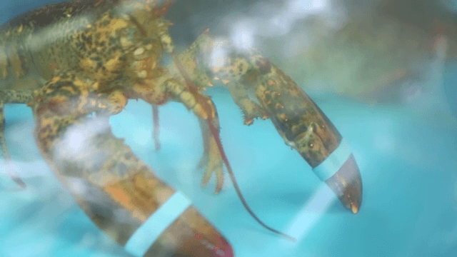 푸른 물속의 수조에 있는 바닷가재