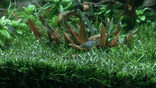 Small fish swimming among water plants