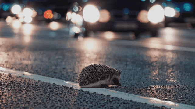 Hedgehog on road with many moving cars