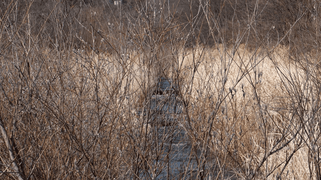 흐르는 시냇물 앞 겨울 마른 가지들