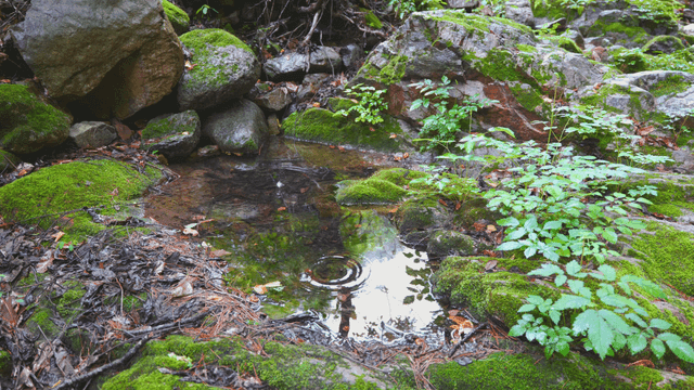 비 오는 날의 이끼로 덮인 바위와 작은 연못