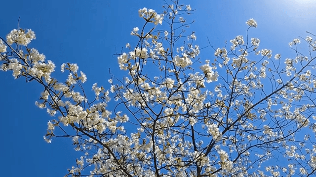 맑은 하늘 아래 벚꽃