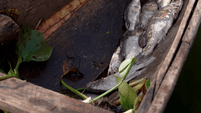 Freshly caught fish in a wooden boat