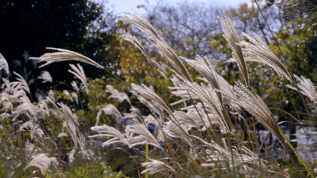 Tall grasses swaying in the breeze